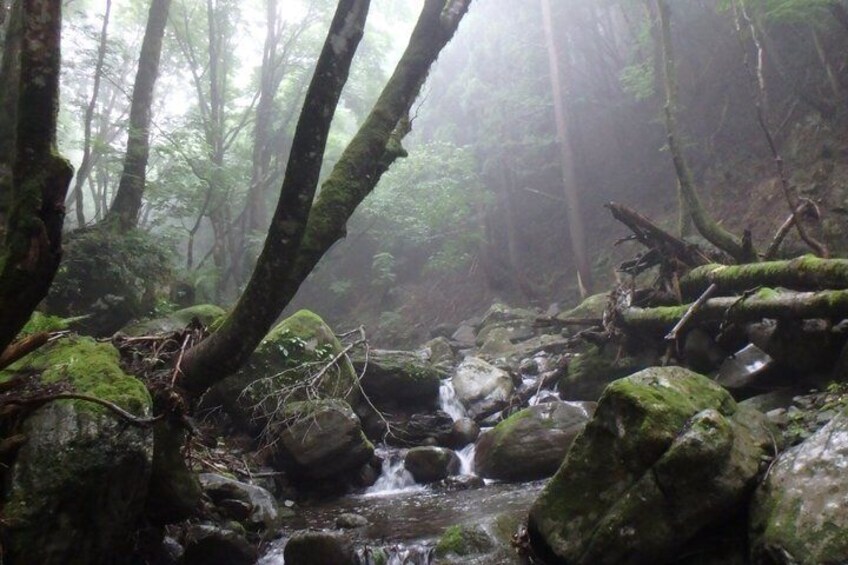 Clear stream trekking in Tottori 5