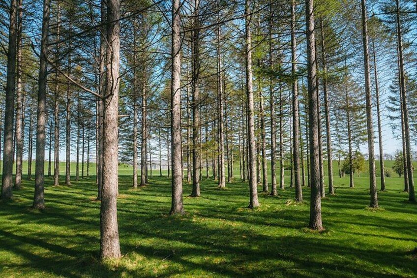 A forest of tall trees with a clear sky. 3