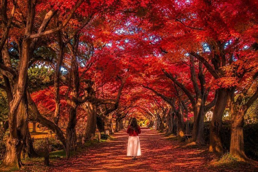A pathway lined with trees with red foliage, a person in a white dress, and a bench in the background. 2