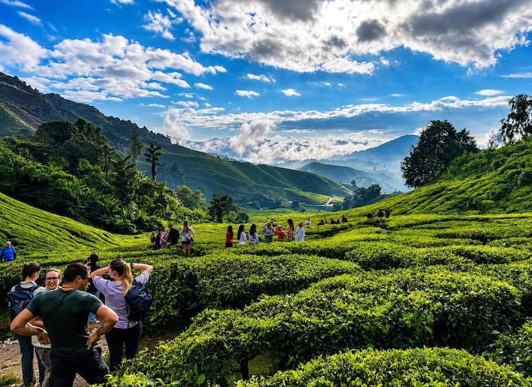 A group of people walking through a lush green tea plantation with rolling hills in the background. 2