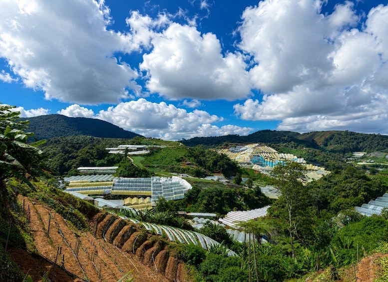A lush green landscape with terraced fields and large greenhouses. 4