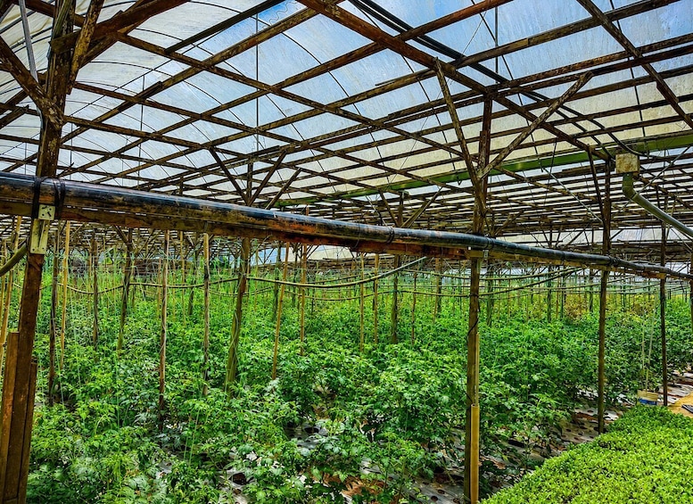 A greenhouse with a metal framework and plastic covering, filled with rows of green plants. 5