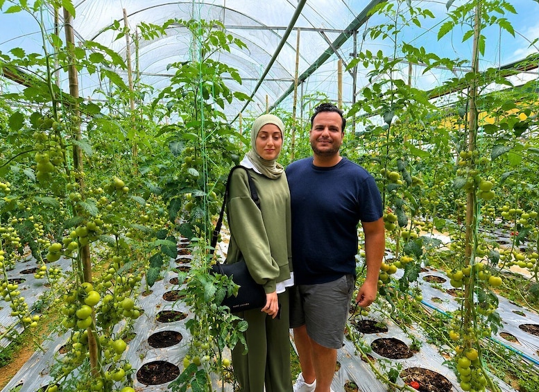 A greenhouse with rows of tomato plants. 3