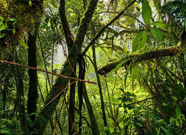 A dense forest with moss-covered trees and thick undergrowth. 1