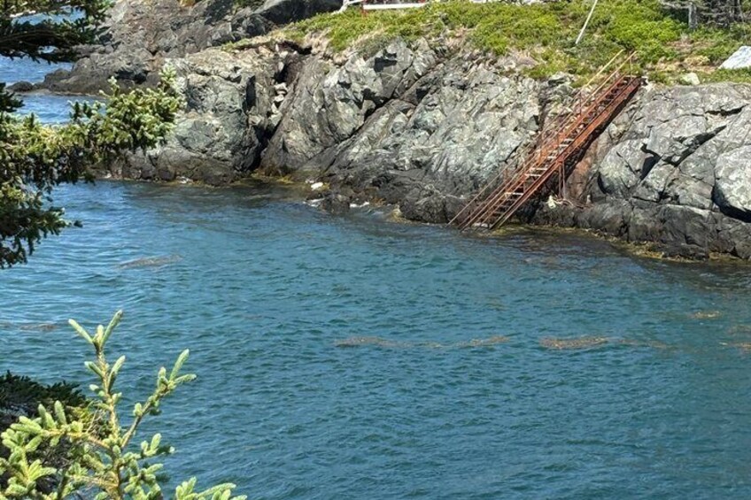 Campobello Island Downeast Maine and Acadia Private Driving Tour 5