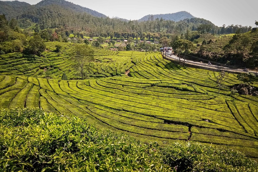 Terraced tea plantations with a road and a few vehicles. 4