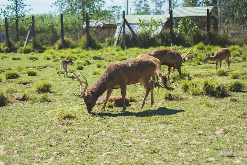 A group of deer grazing in a grassy field with a fence and buildings in the background. 3