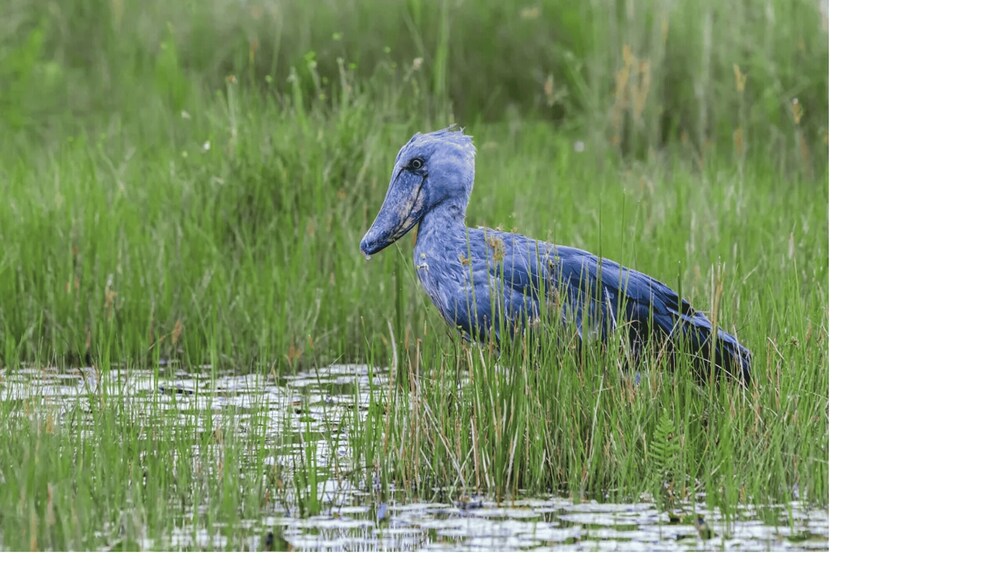 Picture 3 for Activity Mabamba Swamp Birding Tour with Shoebill Stork 2
