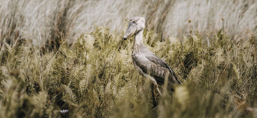 Picture 2 for Activity Mabamba Swamp Birding Tour with Shoebill Stork 4