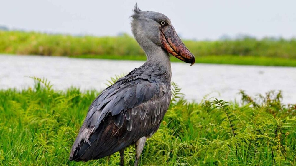 Mabamba Swamp Birding Tour with Shoebill Stork 1