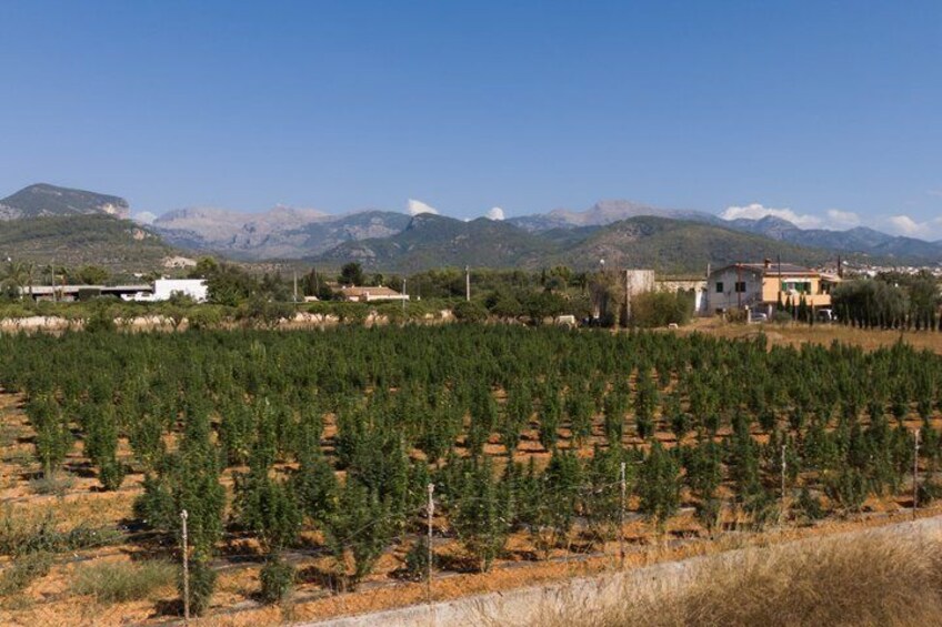 Visit to Mallorca Agricultural Estate with Local Tasting 5