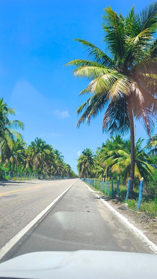 A road flanked by palm trees under a clear blue sky. 3