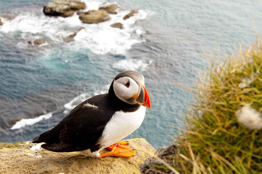 Picture 1 for Activity From Aberdeen: Spey Bay, Portsoy, and Slains Castle Day Trip 3