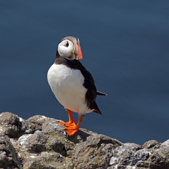 Picture 4 for Activity From Aberdeen: Spey Bay, Portsoy, and Slains Castle Day Trip 4