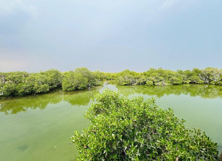 A mangrove forest with dense green foliage and calm water. 2