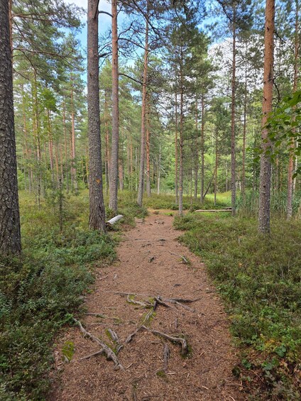 A forest trail with tall pine trees and a clear sky. 2