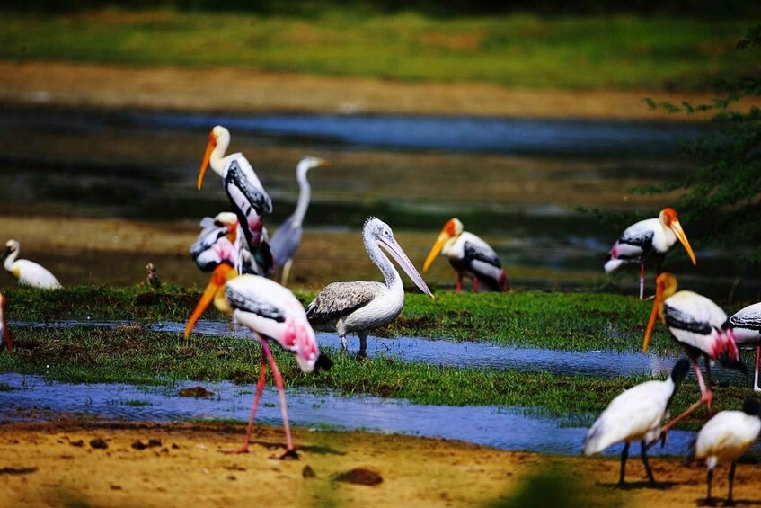 From Tissamaharama To Arugam Bay Nature & Heritage Tour 1