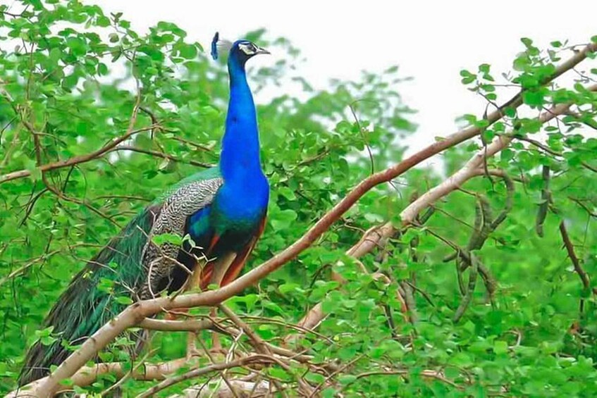 Picture 9 for Activity From Tissamaharama To Arugam Bay Nature & Heritage Tour 3