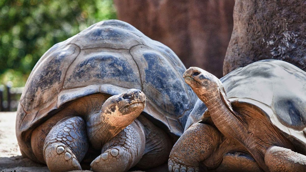 Discover San Cristobal: Turtles, Lagoon, and Snorkeling on the Beach 1