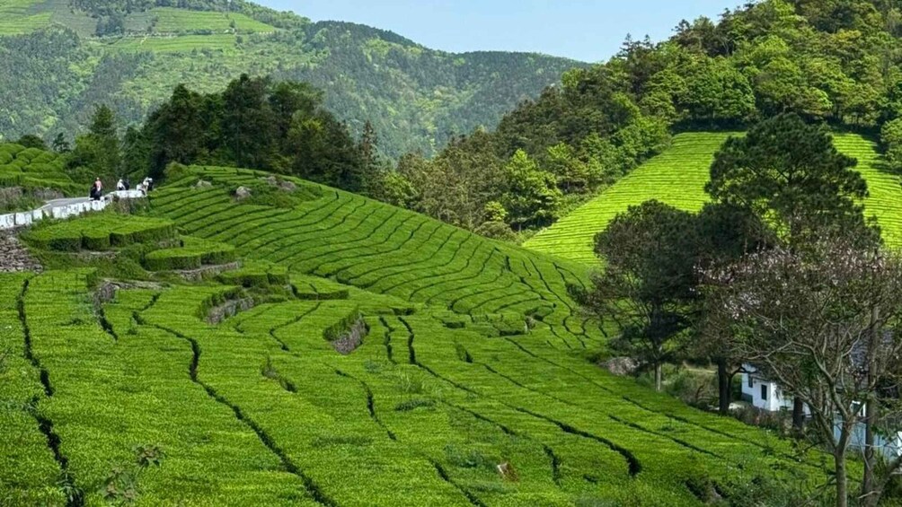 Picture 3 for Activity Ningbo: Tea Gardens & Dongqian Lake Private Day Trip 2