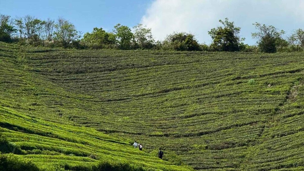 Picture 4 for Activity Ningbo: Tea Gardens & Dongqian Lake Private Day Trip 5