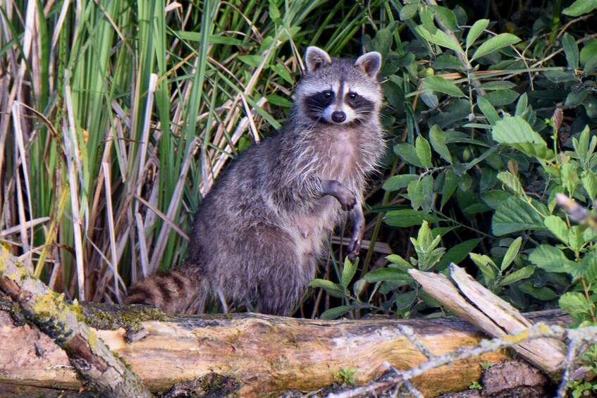 A raccoon standing on a log surrounded by tall grass and foliage. 5