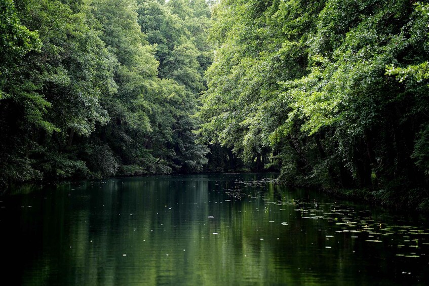 A calm river surrounded by dense forest. 2