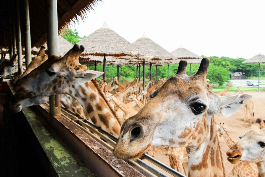 Picture 3 for Activity Bangkok Conservation Reserve & Marine Discovery Pass 2