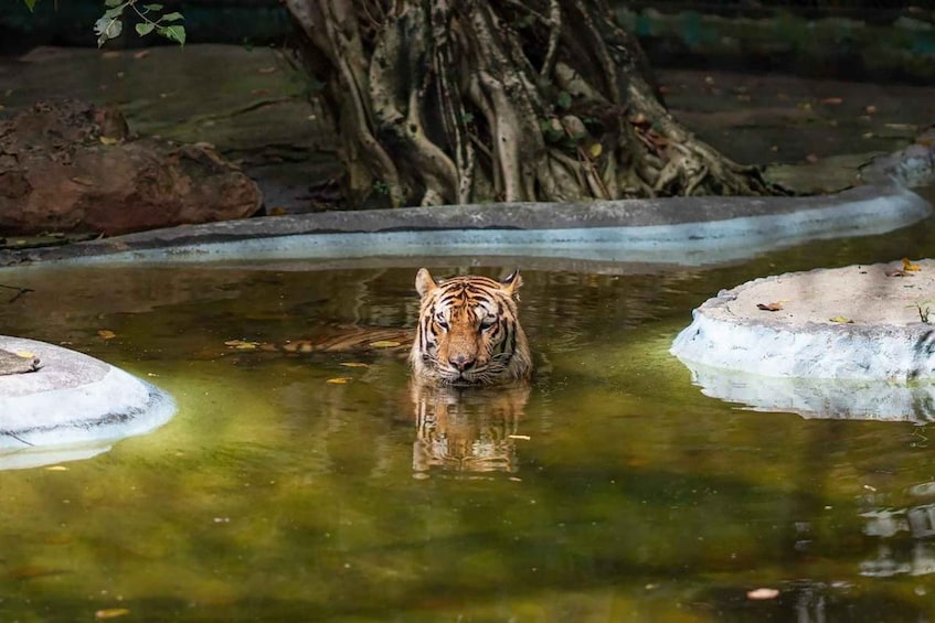 Picture 2 for Activity Bangkok Conservation Reserve & Marine Discovery Pass 5