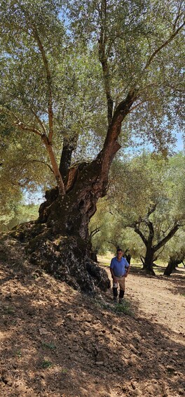 A person standing under a large tree with a thick trunk and dense foliage. 4