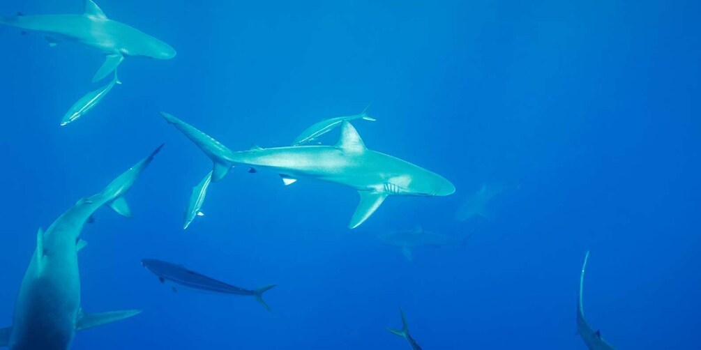 Picture 3 for Activity Darwin Bay and Carawa: Scuba diving without certification with gear in the Galapagos 3