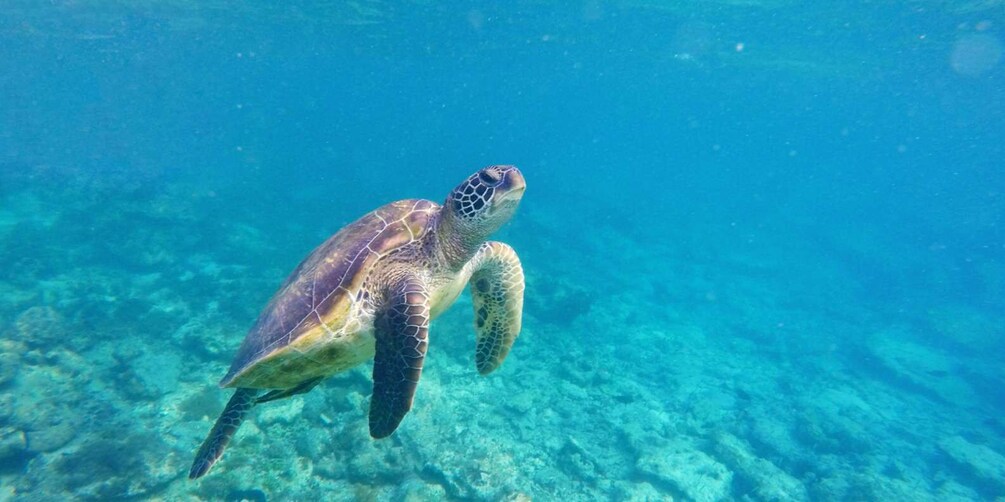 Picture 1 for Activity Darwin Bay and Carawa: Scuba diving without certification with gear in the Galapagos 2