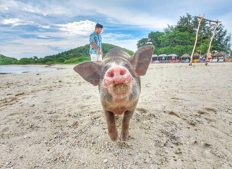 Ein Schwein am sandigen Strand, im Hintergrund eine Person und eine Konstruktion mit Pfählen. 1