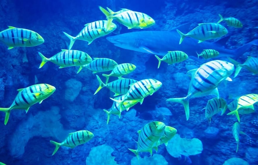 Abu Dhabi: The National Aquarium Entry Ticket 1
