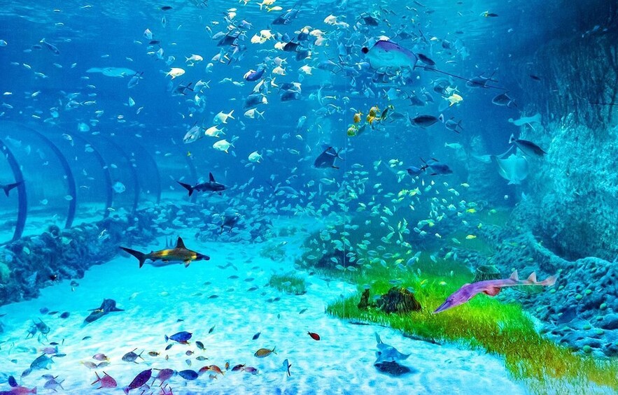 Picture 3 for Activity Abu Dhabi: The National Aquarium Entry Ticket 3