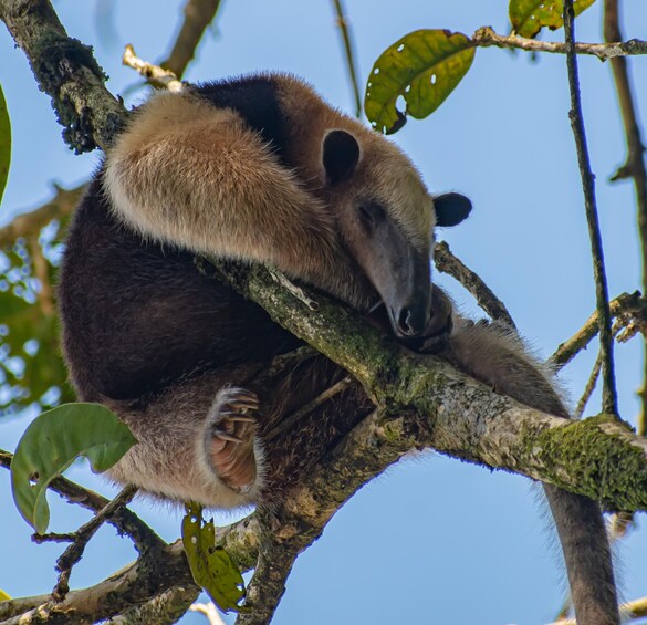 Picture 3 for Activity Corcovado National Park Wild Overnight 2 Days: Sierpe 3