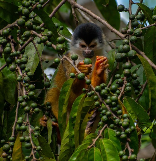 Picture 9 for Activity Corcovado National Park Wild Overnight 2 Days: Sierpe 5