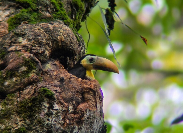 Picture 7 for Activity Corcovado National Park Wild Overnight 2 Days: Sierpe 4