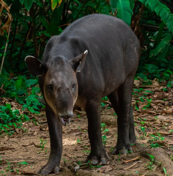 Corcovado National Park Wild Overnight 2 Days: Sierpe 1