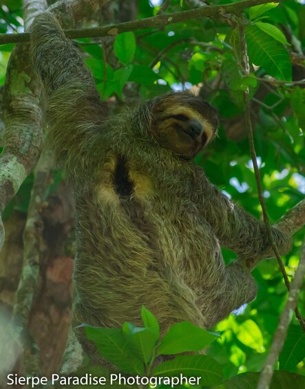 Picture 6 for Activity Corcovado National Park Wild Overnight 2 Days: Sierpe 2