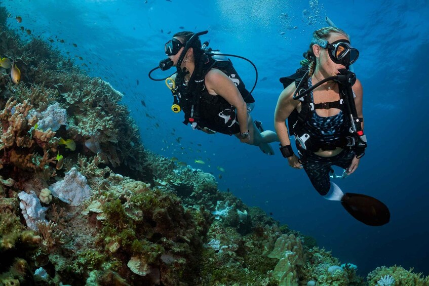 Two scuba divers exploring a vibrant coral reef with various fish swimming around. 3