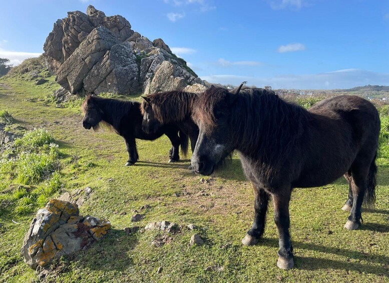 Picture 7 for Activity Coverack: Guided Geology Tour and Roskilly’s Farm Shop Visit 3