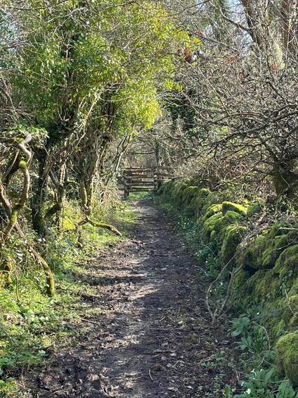 Picture 12 for Activity Coverack: Guided Geology Tour and Roskilly’s Farm Shop Visit 2