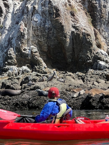 Picture 2 for Activity Avila Beach: Wildlife and Coastal Paddle Tour 3