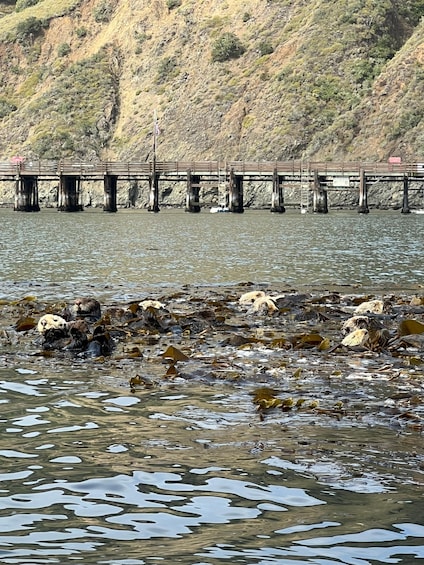 Picture 1 for Activity Avila Beach: Wildlife and Coastal Paddle Tour 2