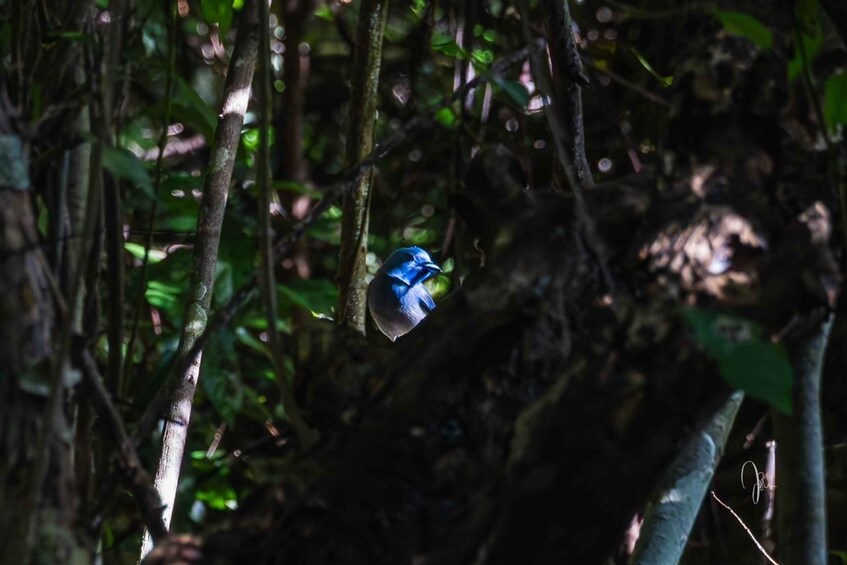 Picture 3 for Activity Bali: West Bali National Park Bird Watching Tour 3