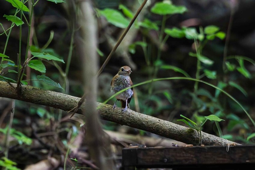 Picture 2 for Activity Bali: West Bali National Park Bird Watching Tour 2