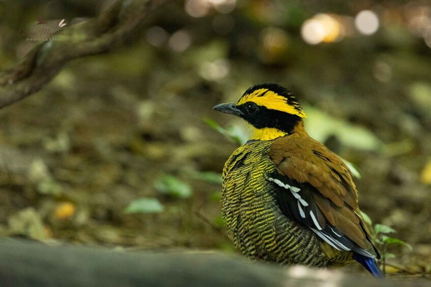 Picture 4 for Activity Bali: West Bali National Park Bird Watching Tour 4