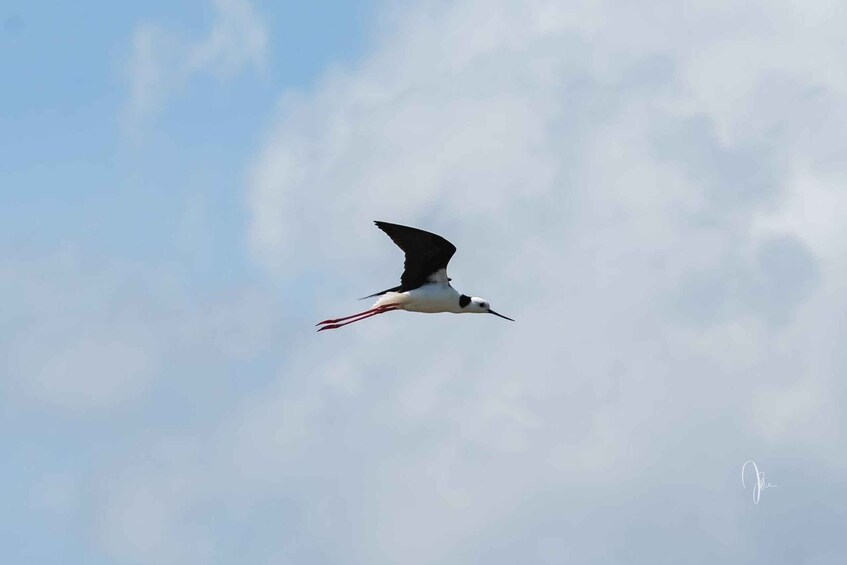Bali: West Bali National Park Bird Watching Tour 1
