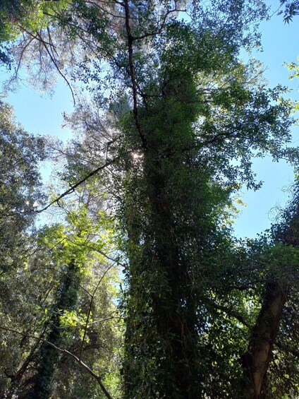 Picture 25 for Activity Troodos Mountains: Forest Hike & Waterfall Tour 3